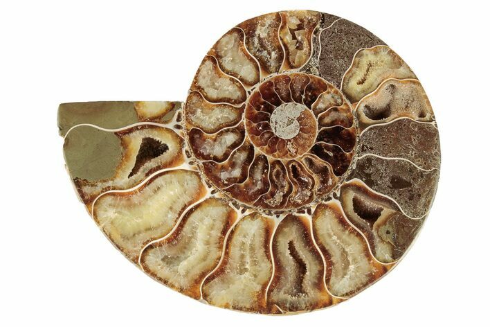 Cut & Polished Ammonite Fossil (Half) - Madagascar #191662